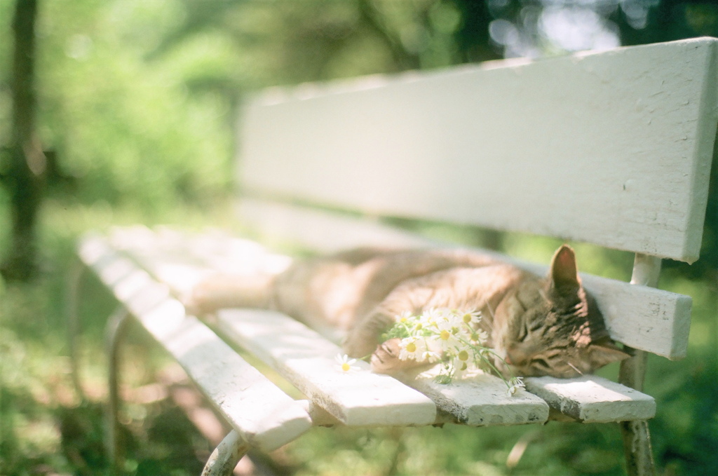 film・ Dreamer*