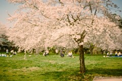 film・桜の時*