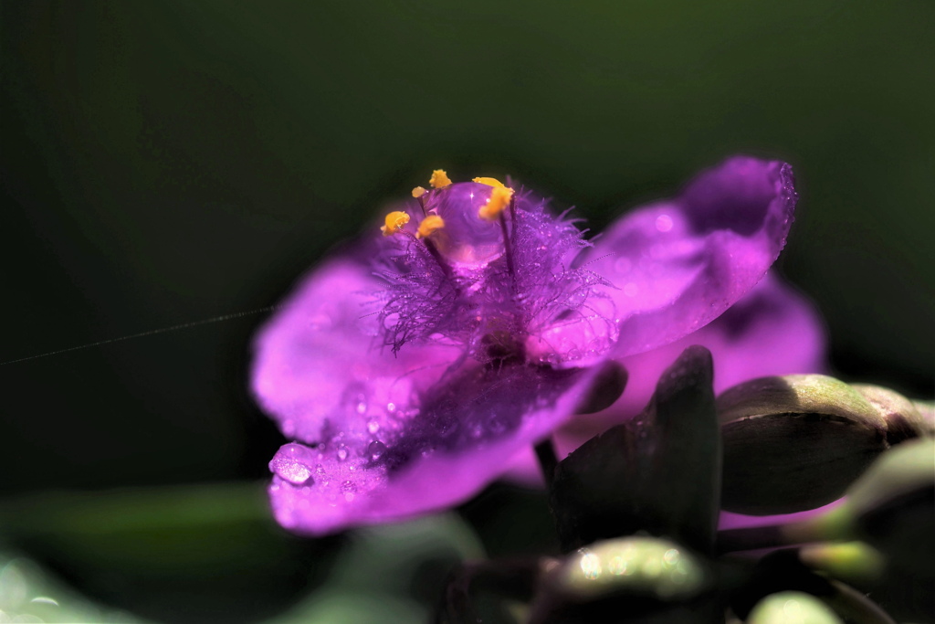 Purple Rain*