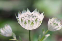 Snow Star*