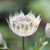Snow Star*