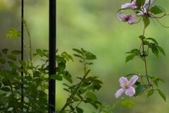 喜びの雨*