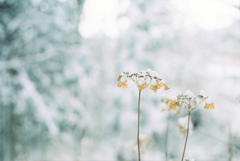 film・Snow Flowers*