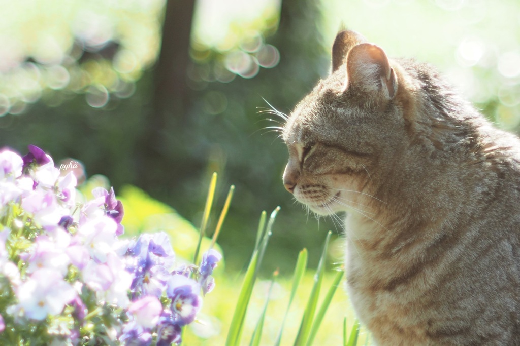 花鳥風猫*