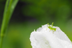 雨のウェンズデイ*
