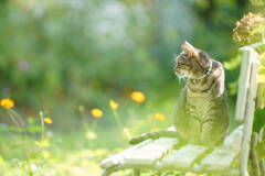 The Autumn Song*