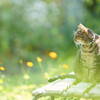 The Autumn Song*