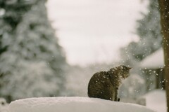 film・はなびらゆきの*