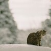 film・はなびらゆきの*