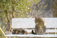 春のベンチで*