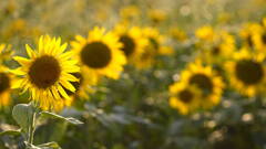 Sunflower*