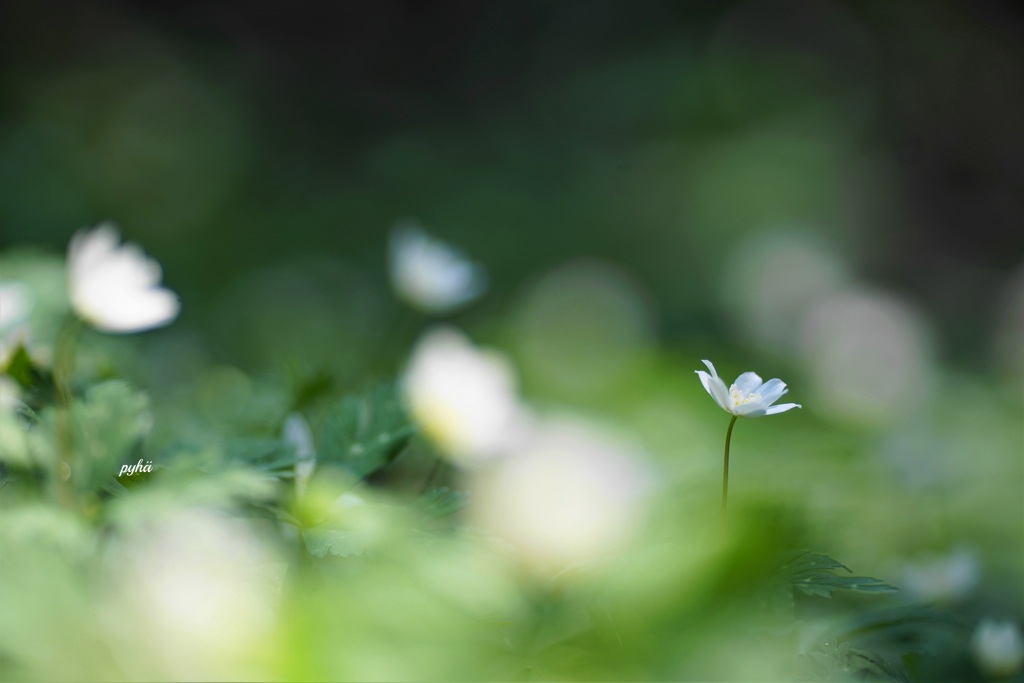 Wind Flower*