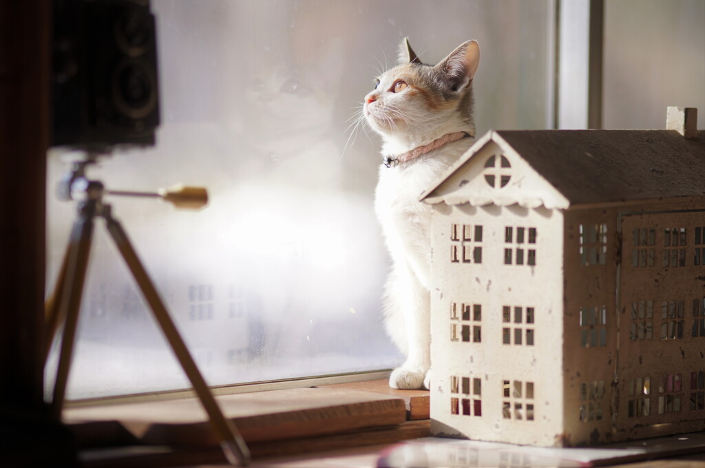 Year of the Cat*