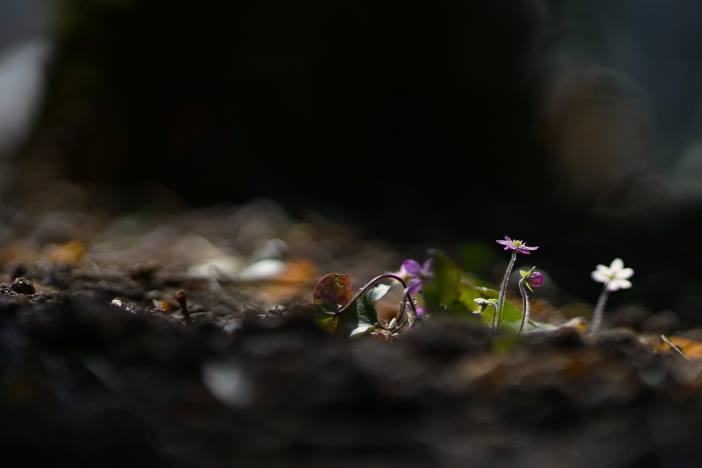 Spring Forest*