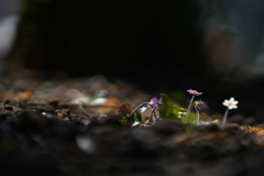 Spring Forest*