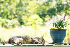 Everyday is Sunday*