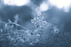 film・次の春のために* film・次の春のために*