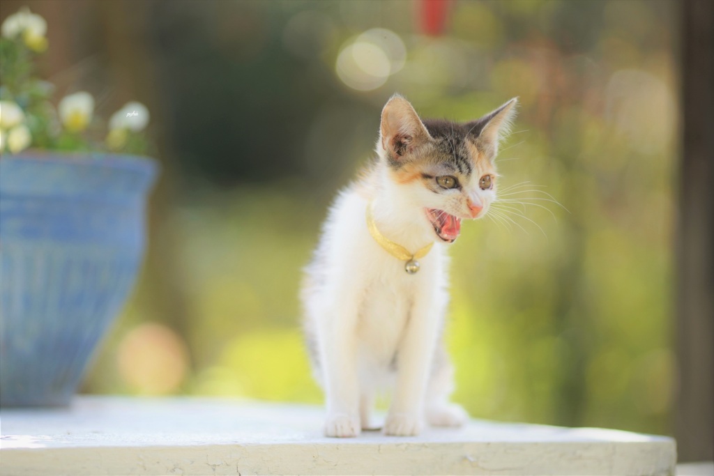 Meow*