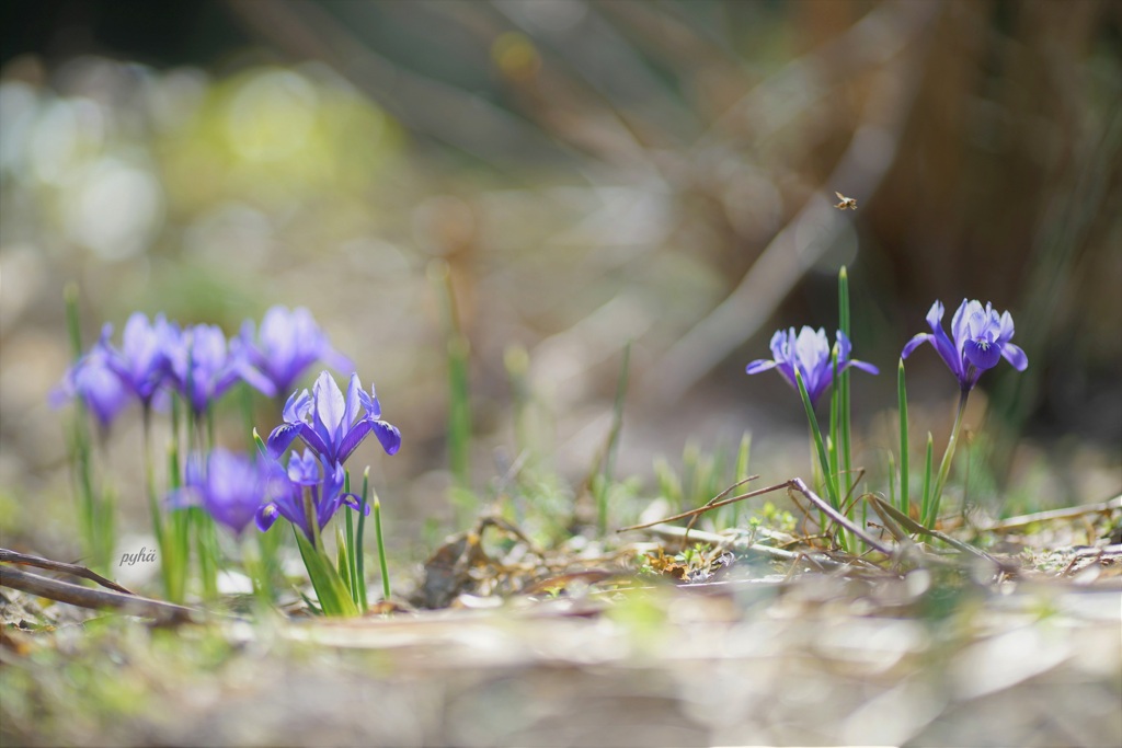 Iris*