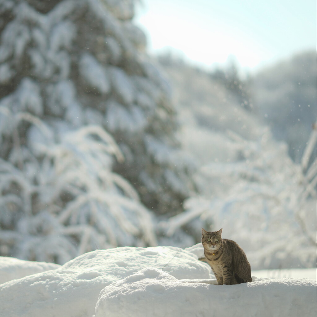 Snow・Hey Oh*