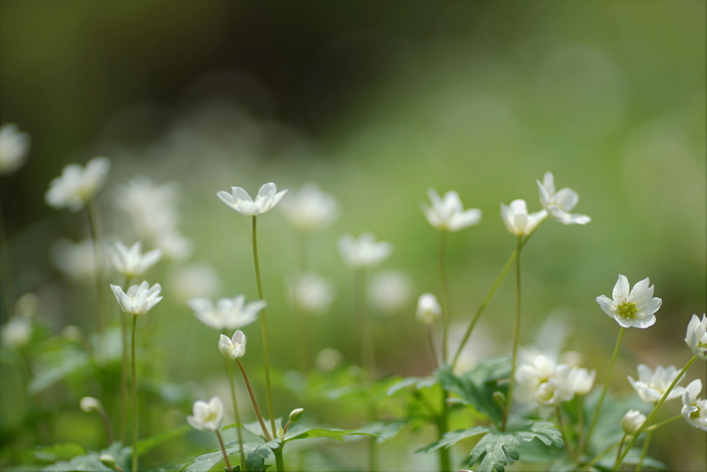 Soft Windflower*