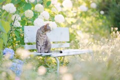 Garden in July*