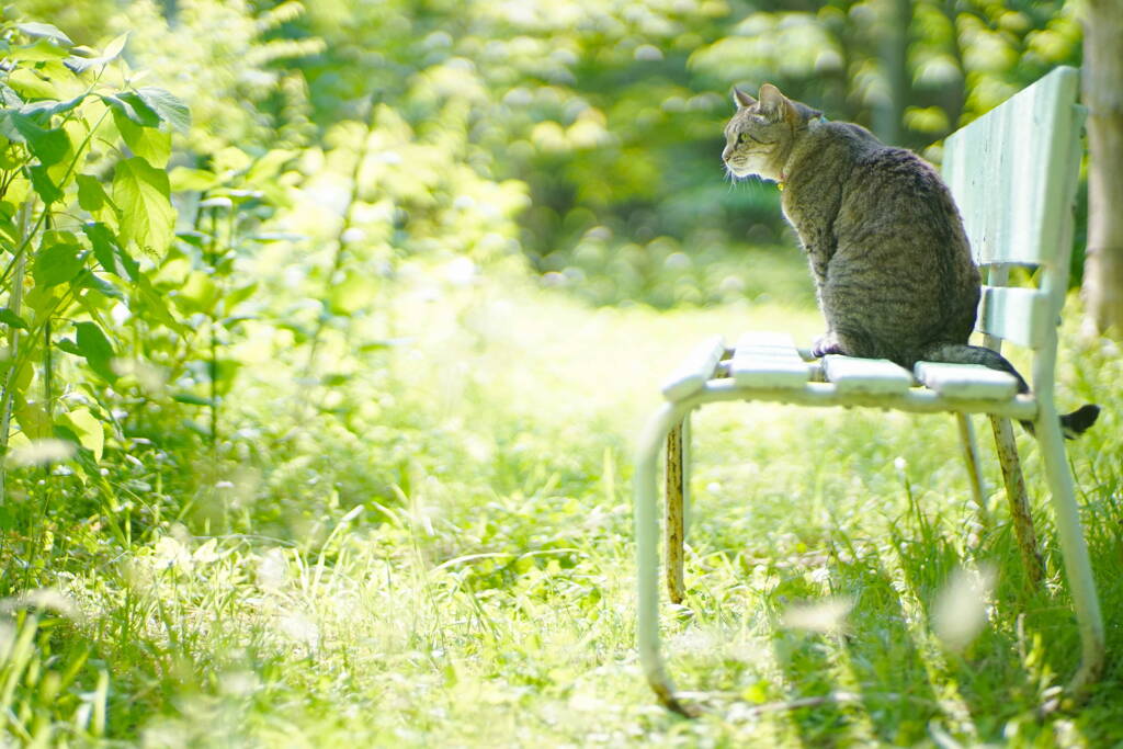 夏草が邪魔をする*