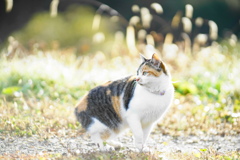 全てのものが耳澄ます朝*