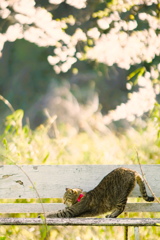 Cherry Blossom*