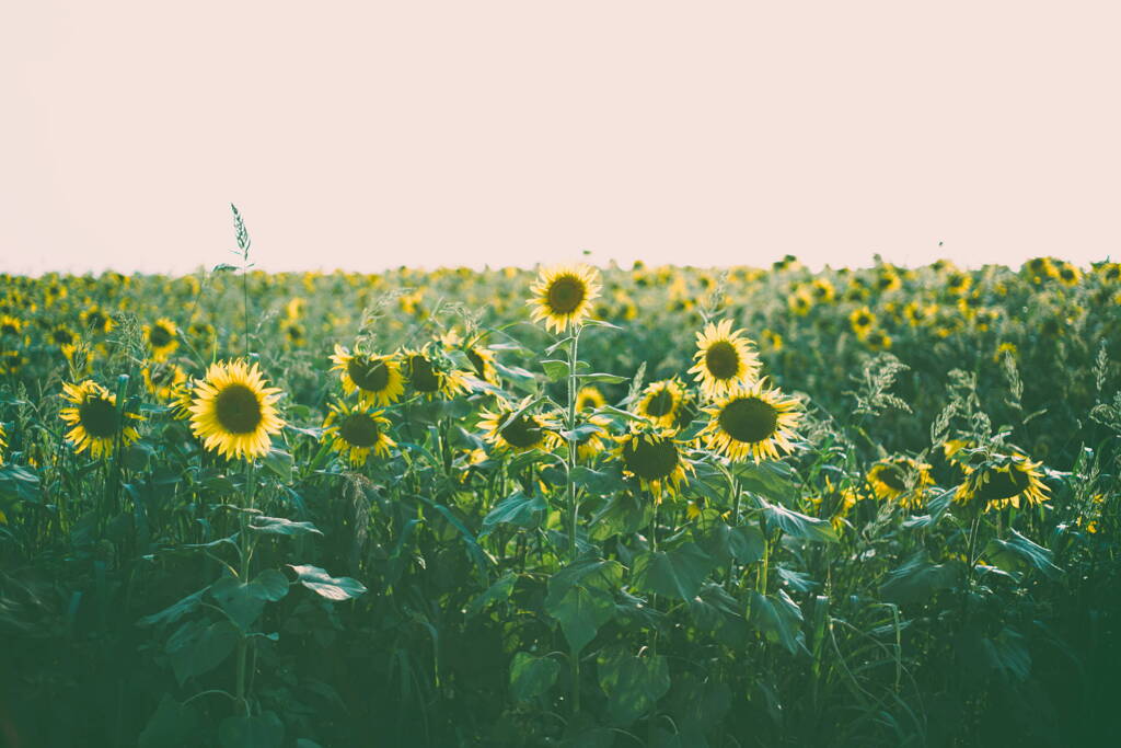 Love Theme from Sunflower*