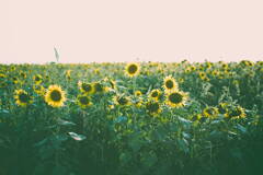 Love Theme from Sunflower*