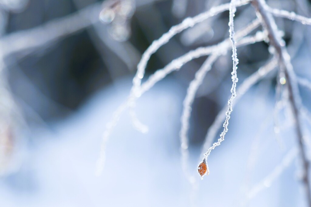 マイナスのギフト*