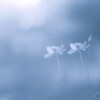 film・9月の雨音*