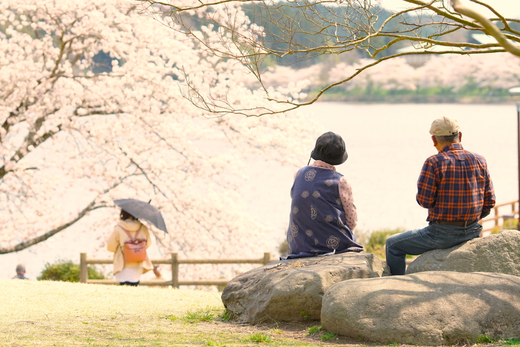 花咲く旅路❀.｡ﾟ*