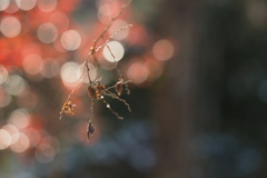 Natural Ornaments*