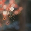 Natural Ornaments*