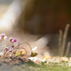 Spring Ephemeral*