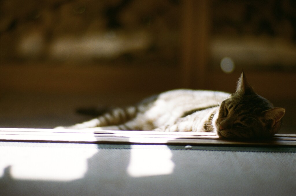 film・猫になりたい月曜日*