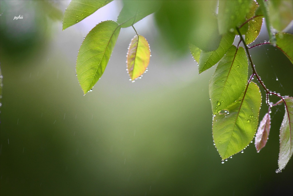 Let It Rain*