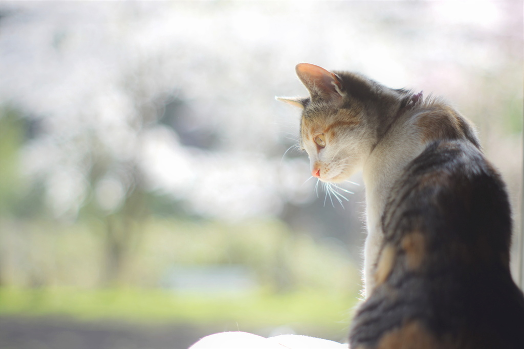 ＆さくら*