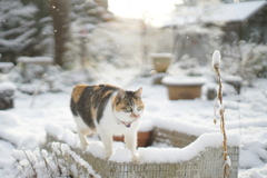 Snow Cat*