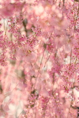 桜❀.｡ﾟ*