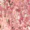 桜❀.｡ﾟ*