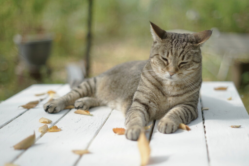 Fallen leaves*