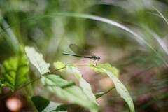 film・Dragonfly*