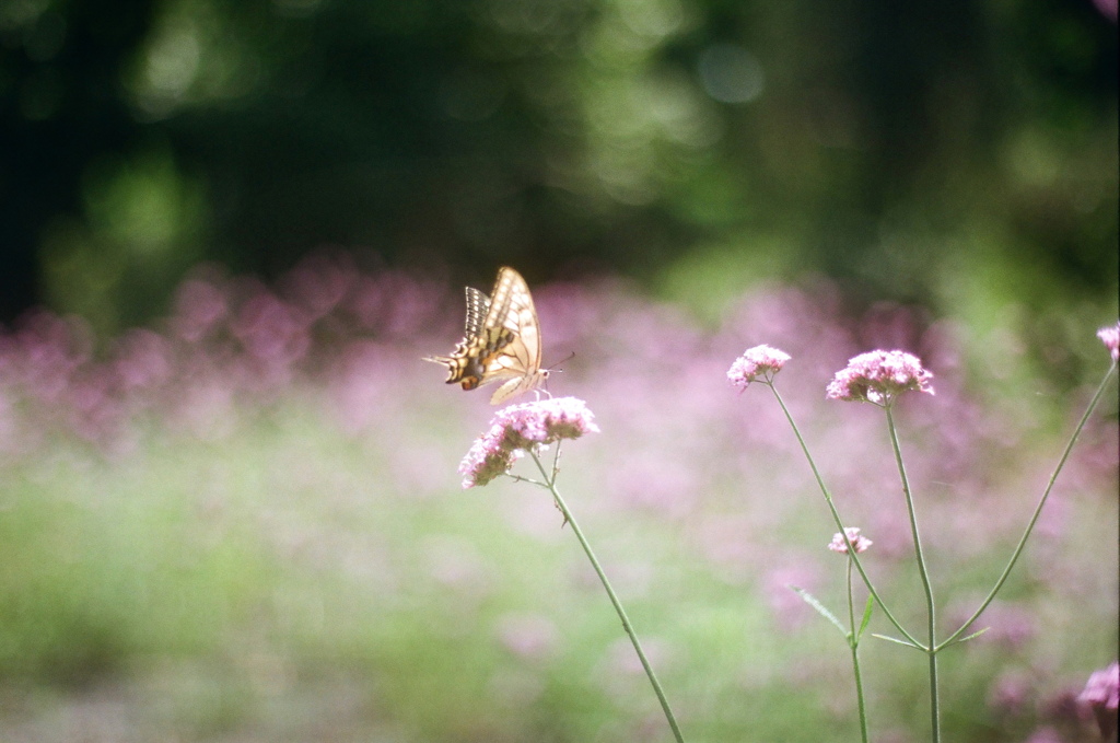 film・Life*