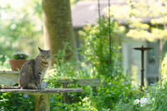 Open Garden* 