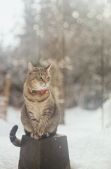 film・春待ち*