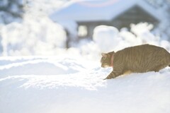 Snowplows・paws*