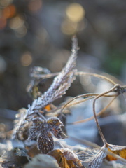 Frosty morning*